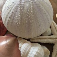コロコロ アズキ チェーン S 40cm 925シルバー