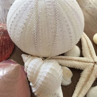 ラウンドアズキチェーン(S) 40cm 925シルバー