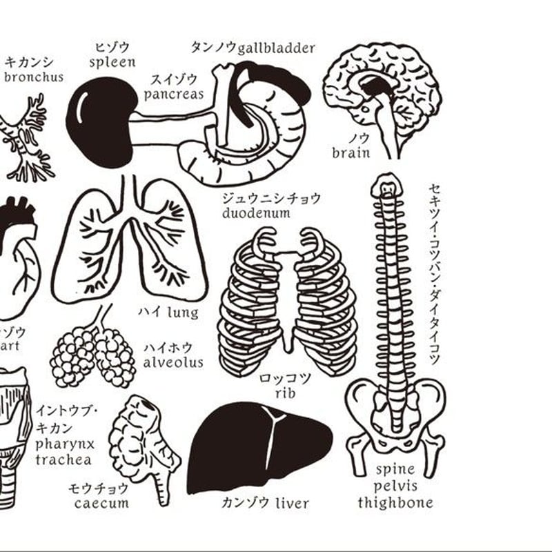人体模型マナブ君 手ぬぐい | ひそかな雑貨屋 うみねこ社