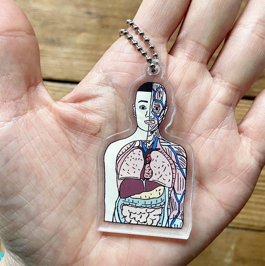 人体模型キーホルダー　エチコン 人体模型マナブくん アクリルキーホルダー上半身 | ひそかな雑貨屋