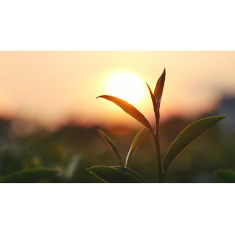深蒸し煎茶「秋摘み茶」85g（ラッピング）