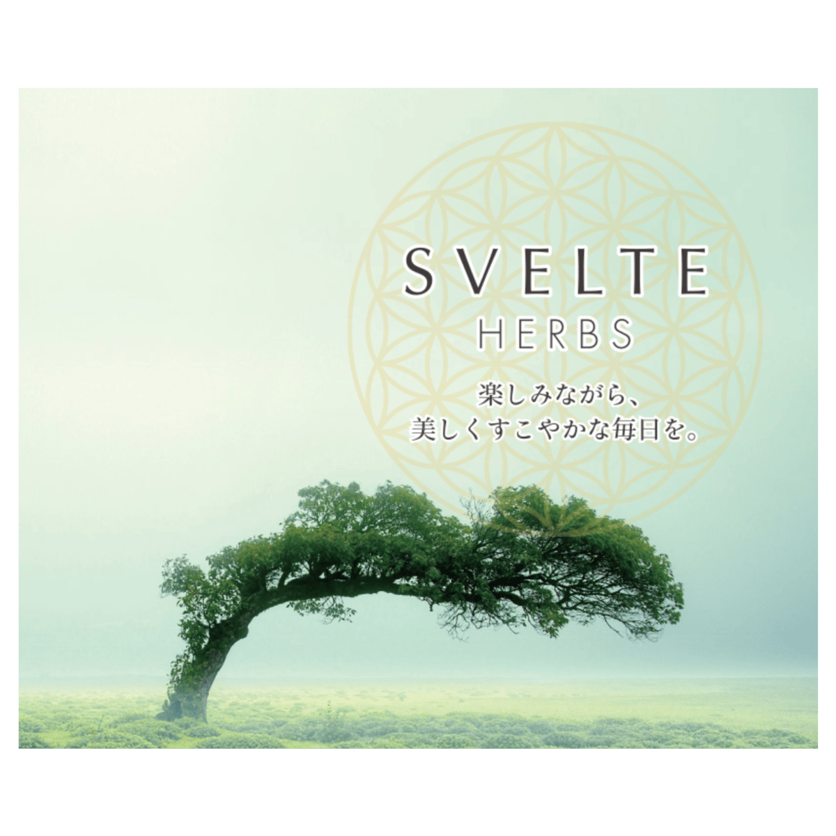 Svelte Herbs ダイエットサプリメント SVELTE HERBS RESET 0 SUPPLEMENT スベルトハーブス