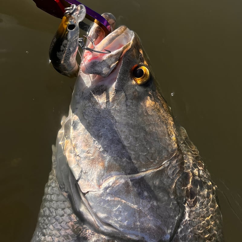 復刻）ストライクエヴォルーツ120SF | BLAZEYE OFFICIAL STORE