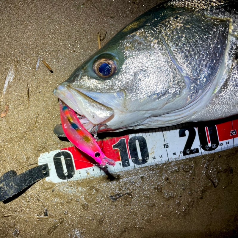 EX02たくわんピンク】【ライトニングエヴォルーツ135VSP】 | BLAZEYE