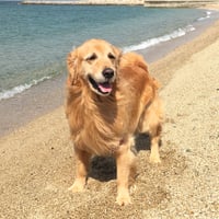井上様専用　ＡＳＳＲＢとリボルバージングルジャングル