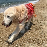 中野さま専用　ヘドンＴ