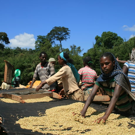 エチオピア　(ゲテブ) クレイウォット集落の農家たち　[やや深炒り]