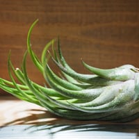 チランジア ／ イオナンタ プレデター (T.ionantha 'Predator') | 常