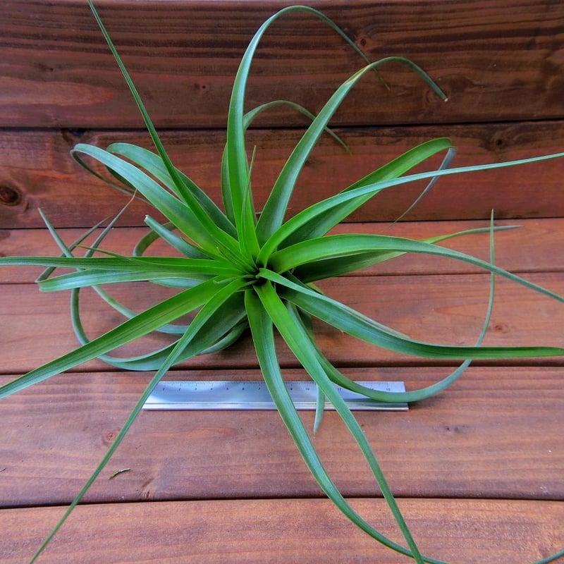 チランジア　ケゲリアナ　ｘ　ロシー　子株 チランジア ／ ケゲリアナ × ロシー (T.kegeliana × T.rothii) |