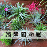 常葉植物園 Tokiwa Botanical-Garden / ティランジア(エアプランツ)専門販売