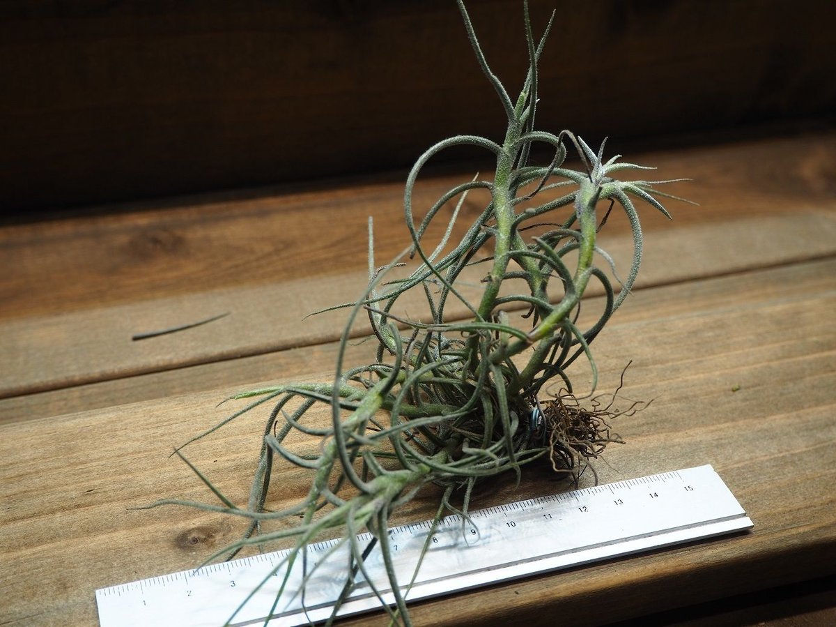 チランジア ／ マレモンティ (T.mallemontii) | 常葉植物園 Tokiwa B