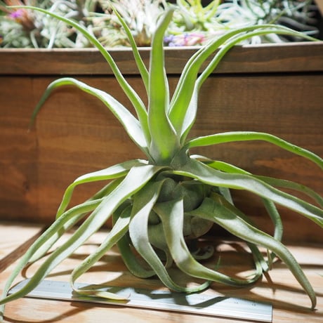 チランジア ／ ストレプトフィラ XL　(T.streptophylla)　＊A01/Jun22-02