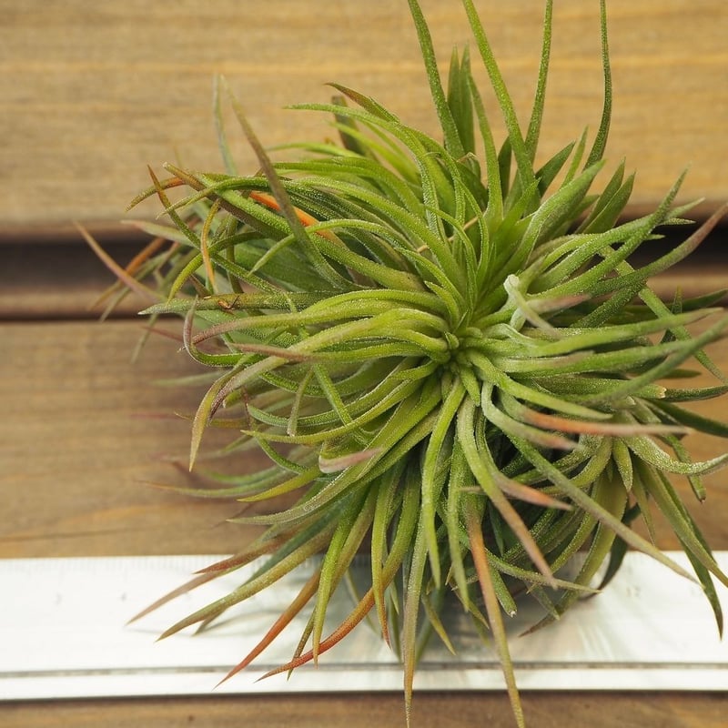 チランジア　イオナンタ メキシコ No.3041 綴化 クレステッド チランジア ／ イオナンタ クレステッドフォーム (T.ionantha 'Crested