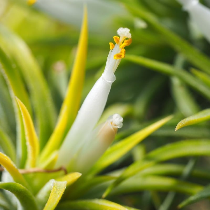 イオナンタ　バンハイニンギー　と　アルビノ チランジア ／ イオナンタ アルビノ (T.ionantha 'Albino