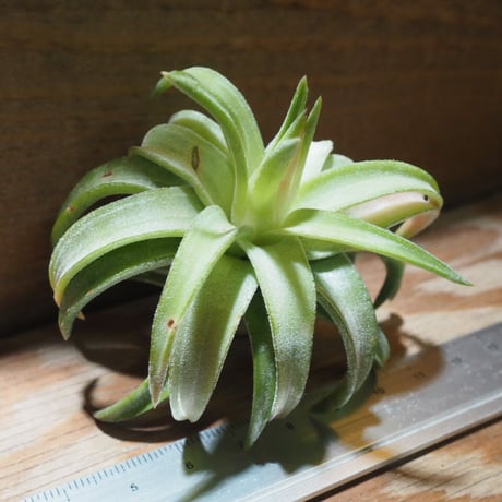 チランジア ／ イオナンタ ヴァンハイニンギー ジャンボ　(T.ionantha var. vanhyningii 'Jumbo') ★タイ農場　★EF01/Feb05