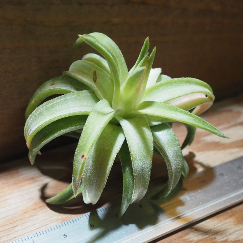 ブロメリア・エアープランツ T. ionantha var. van-hyningii Minor Jan Tillandsia ionantha var. vanhyningii ティランジア イオナ