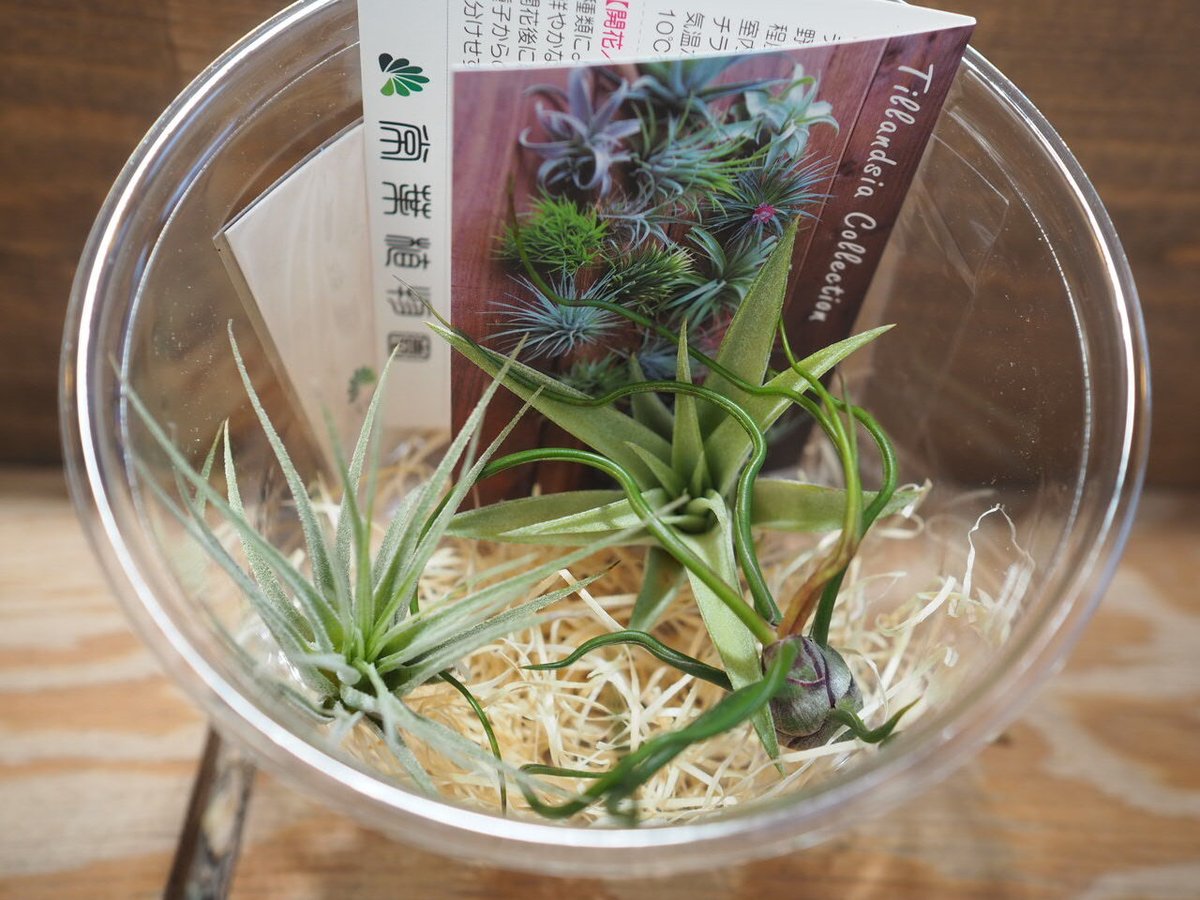 チランジア ／ 入門3点セット　Dタイプ　(Tillandsia D-type)