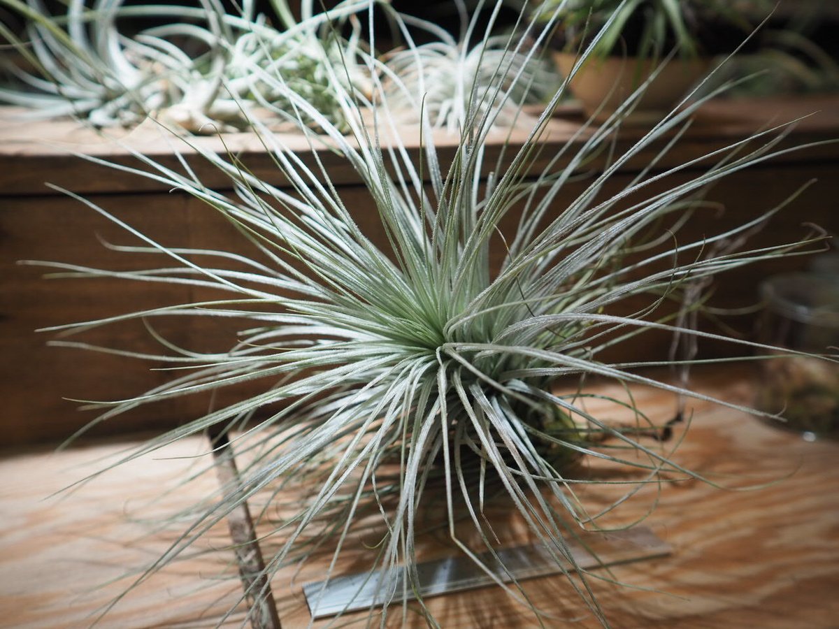 チランジア ／ テクトルム ジャイアントフォーム (T.tectorum) ＊A01