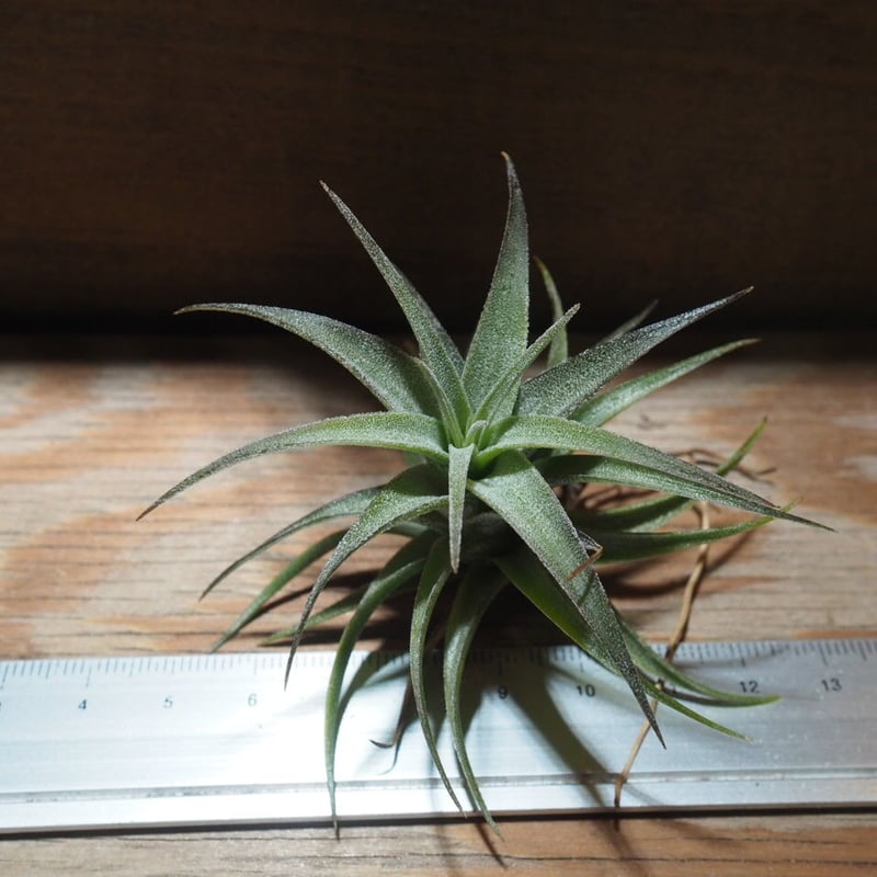 チランジア ／ ラティフォリア (T.latifolia) ☆GH01/Feb05