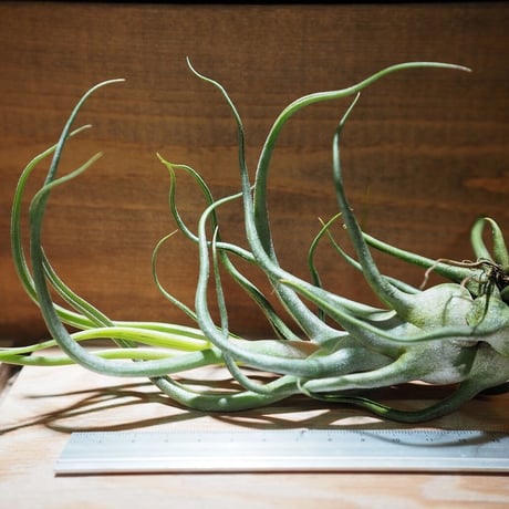 CATEGORY エアプランツ（チランジア） 交配種 | 常葉植物園 Tokiwa