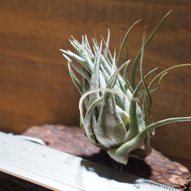 ティランジア カウツキー チランジア ／ カウツキー XL (T.kautskyi) ＊A01/Dec26 | 常葉植物