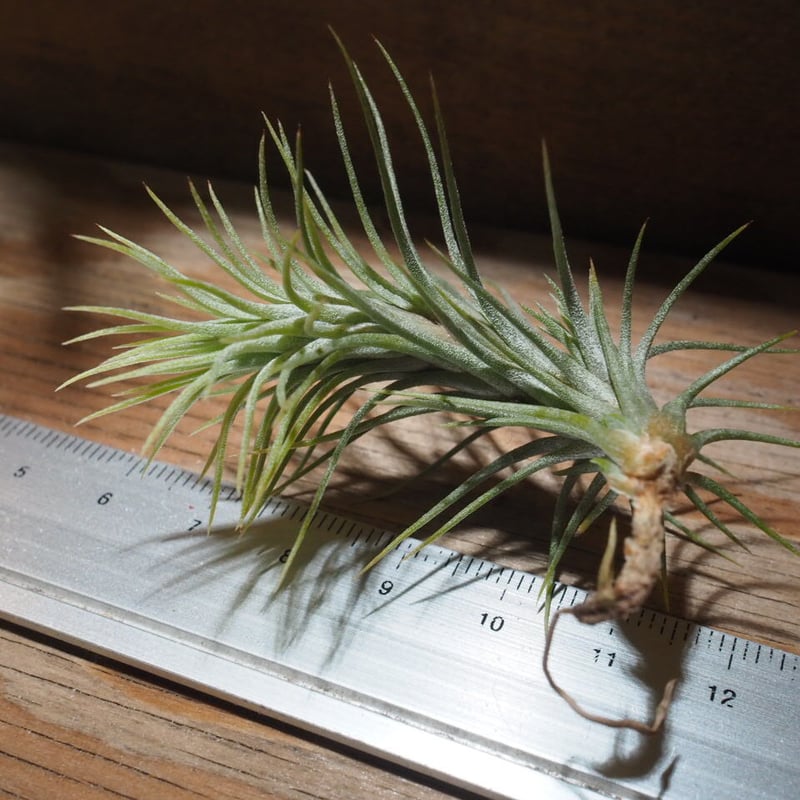 チランジア ／ フンキアナ S (T.funkiana) ☆CD01/Feb05 | 常葉植物