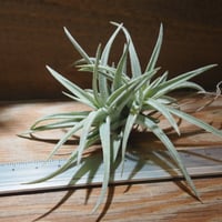 チランジア ／ チアペンシス ギガンテスコ (T.chiapensis 'Gigantesco
