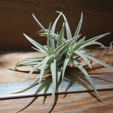 CATEGORY エアプランツ(チランジア)F~J | 常葉植物園 Tokiwa CATEGORY エアプランツ(チランジア)F~J | 常葉植物園 Tokiwa