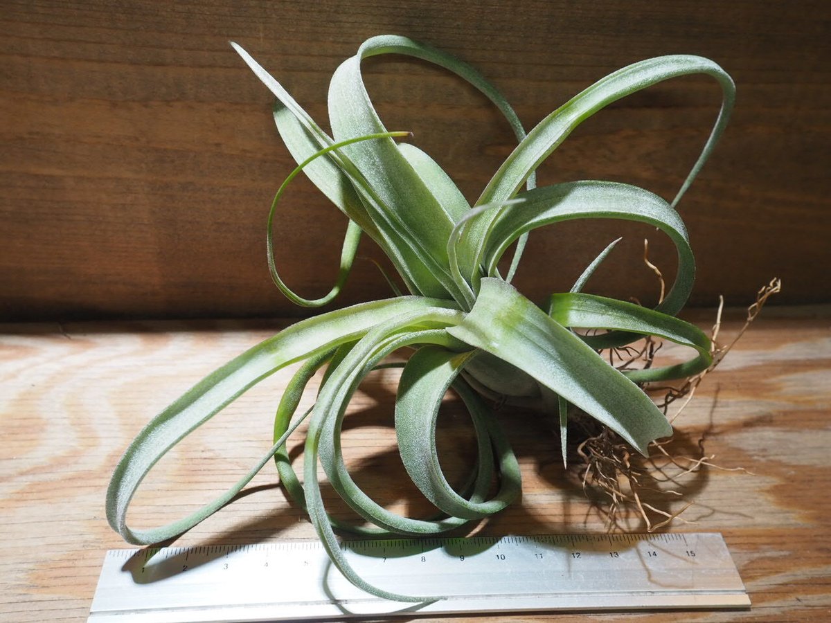 ブロメリア・エアープランツ Curly Slim x Bird Rock Elegance T5118 観葉植物：チランジア エアープランツ カーリースリム R*エア
