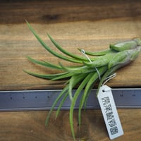 チランジア ／ ザ・パーフェクトブレンド (T.'The Perfect Blend') ＊A