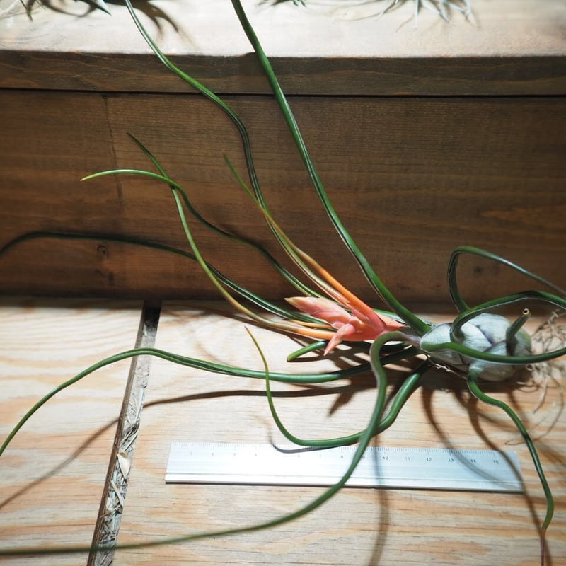 チランジア　ブルボーサ ベリーズ x バンハイニンギー Davis苗 バンハイニンギー × ブルボーサベリーズ Tillandsia ionantha v