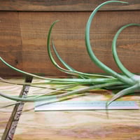 チランジア ／ アウェサム アンバー (T.'Awesome Amber') | 常葉