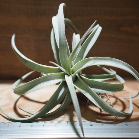 チランジア ／ チアペンシス L　(T.chiapensis)　＊A01/Mar20