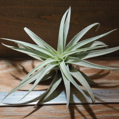 チランジア　REX 大苗 チランジア入荷リスト5/12｜NatureGarden🌿神田