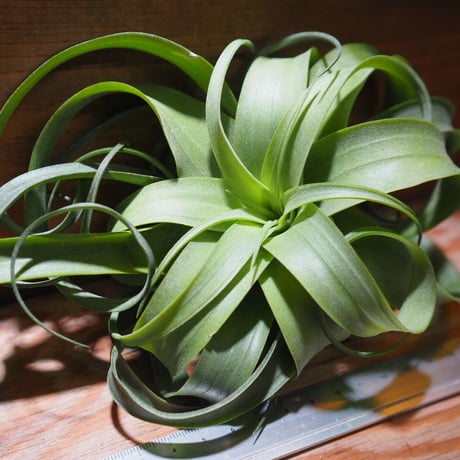 チランジア ／ ストレプトフィラ × キセログラフィカ　(T.streptophylla × T.xerographica)　＊A01/Mar20-01