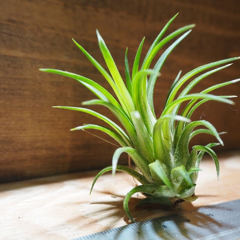 チランジア ／ イオナンタ ヴァリエガータ (T.ionantha 'Variegata')