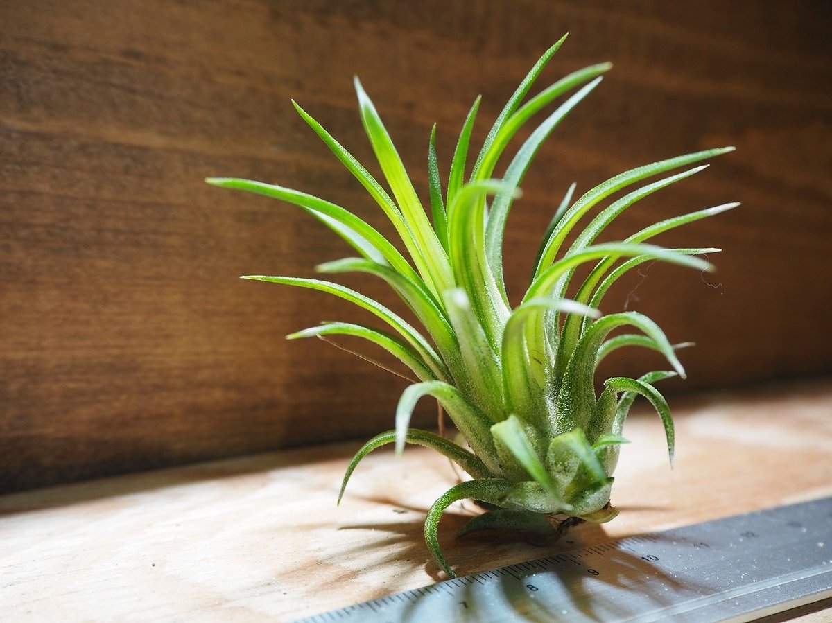 同梱B⑨イオナンタ　バリエガータ　tillandsia チランジア チランジア ／ イオナンタ ヴァリエガータ (T.ionantha 'Variegata')