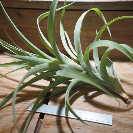 チランジア ／ ラティフォリア アナコンダ XL　(T.latifolia 'Anaconda')　＊A01/Feb27
