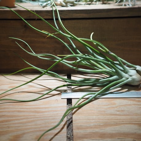 チランジア ／ ストレプトフィラ  × (ブルボーサ × ストレプトフィラ)　(T.streptophylla × (T.bulbosa x T.streptophylla))　＊A01/Feb27