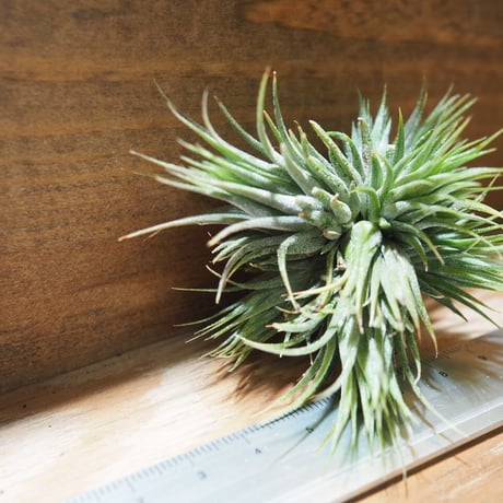 チランジア ／ イオナンタ ピーナッツ CL 　(T.ionantha 'Peanut')　＊A01/Jun05