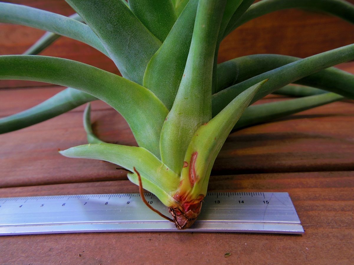 チランジア　ケゲリアナ x ロシー　子株つき チランジア・ケゲリアナ×ロシー Tillandsia kegeliana x T