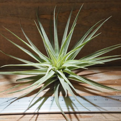 STORES エアープランツの検索結果