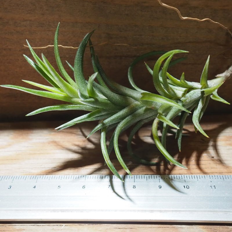 o*o様 Tillandsia stricta × neglecta （sp） チランジア ストリクタ（Tillandsia stricta） - チランジア
