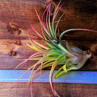 チランジア ／ カウツキー L (T.kautskyi) ☆GH01/Feb05 | 常葉植物