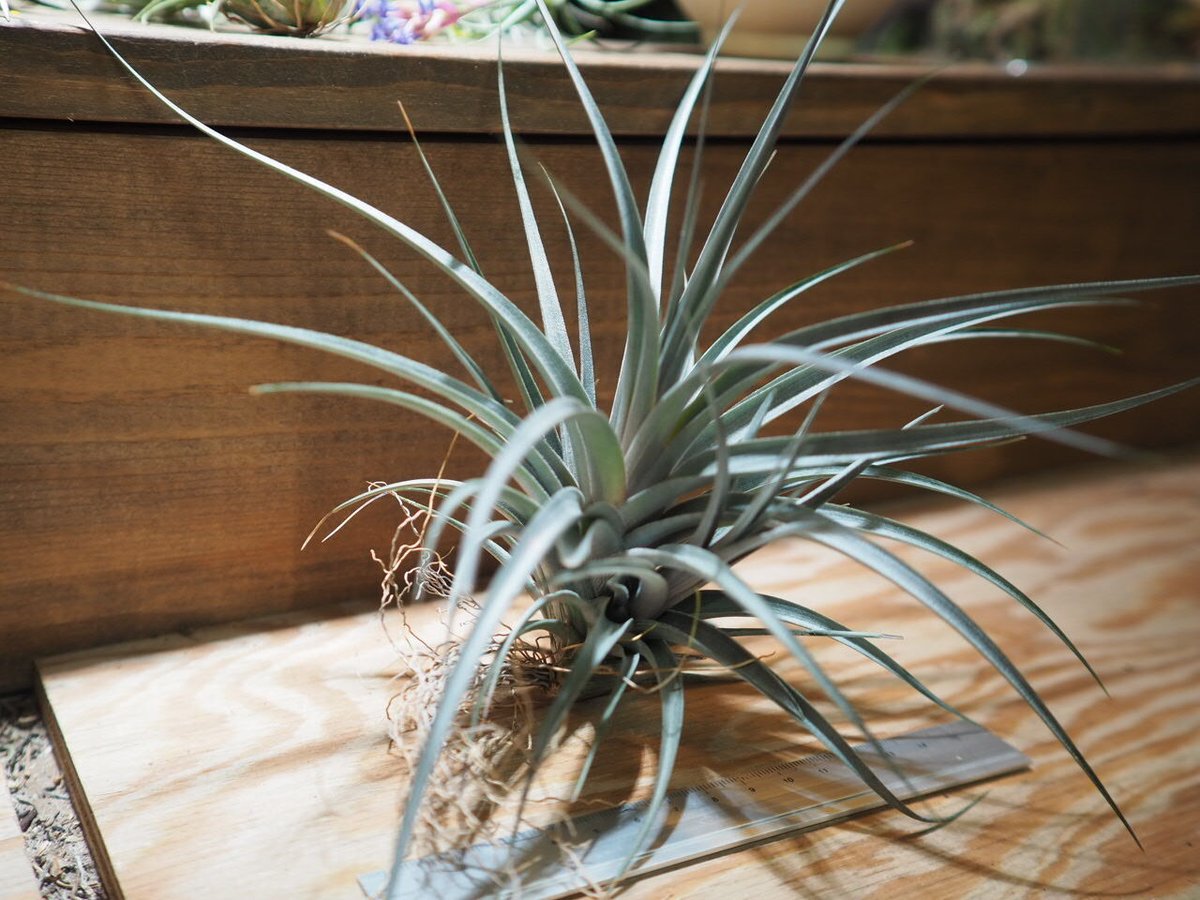 チランジア ／ ヴェルニコーサ パープルジャイアント (T.vernicosa