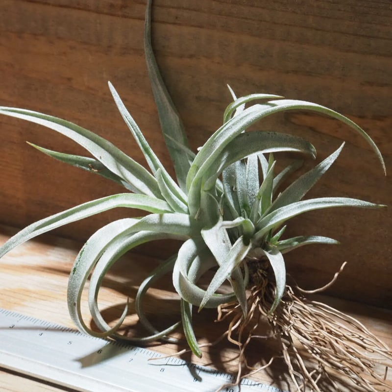 チランジア ／ カピタータ モーブ CL (T.capitata 'Mauve') ☆CD01