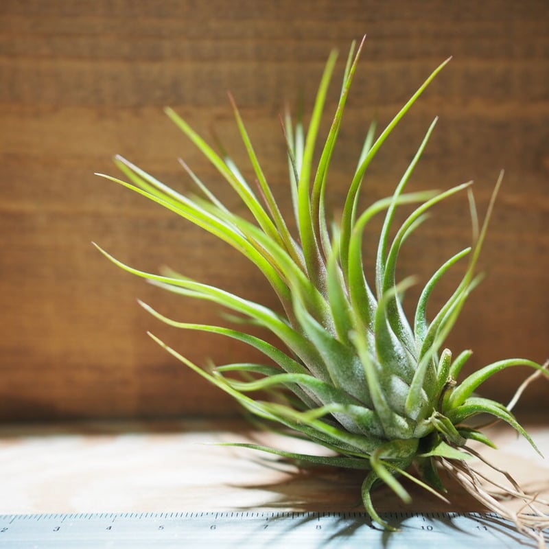綴化】Tillandsia ionantha 'Monstrose' 【公式通販】