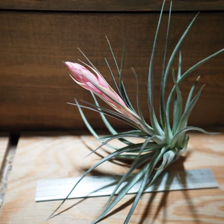 チランジア ／ ストリクタ パープルレイン　(T.stricta 'Purple Rain')　＊A01/Mar20