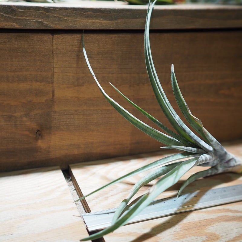 チランジア ／ ヒルダエ (T.hildae) ☆タイ農場 ＊A01/Jan10 | 常葉植物