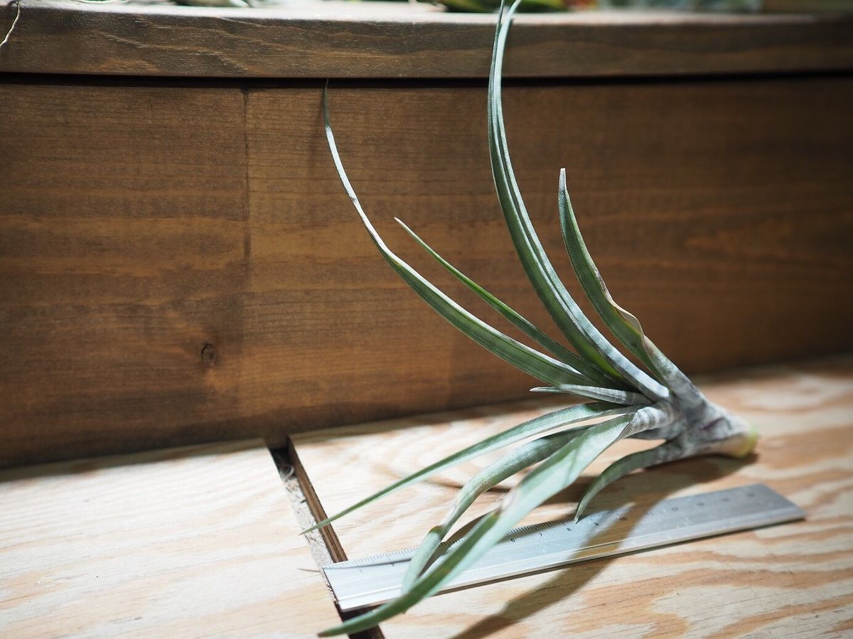 チランジア ／ ヒルダエ (T.hildae) ☆タイ農場 ＊A01/Jan10 | 常葉植物